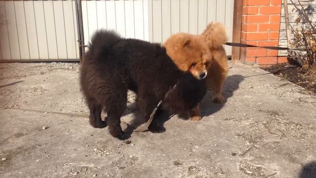 Черной мамбе нет покоя смотреть онлайн