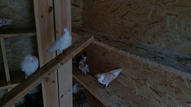 Бакинские голуби, молодежь: Первые тренировки голубей! Baku Pigeons. The first training of pigeons! смотреть онлайн