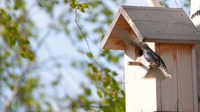 a few moments of the life of starlings (2022 part 2). Из жизни скворцов смотреть онлайн