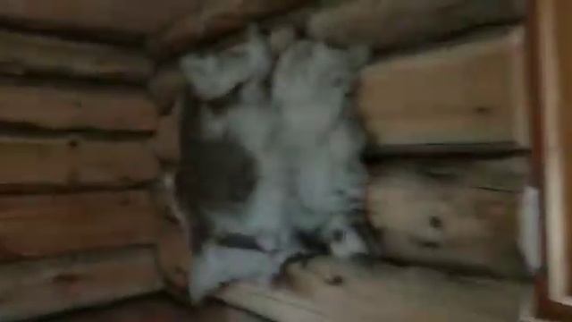 Шорская охотничья изба смотреть онлайн