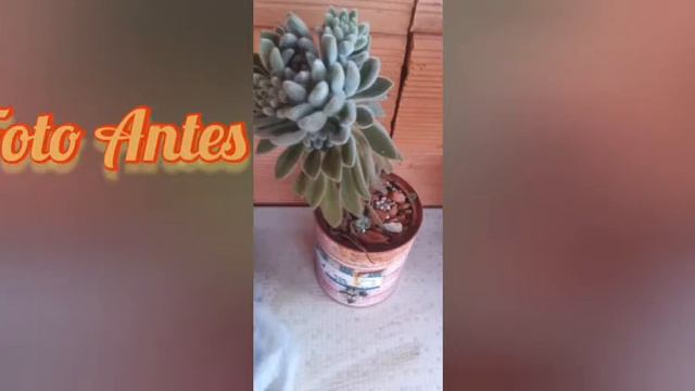 Como Replantar Minha Suculenta Echeveria Setosa Diminuta - Sidinéia Tarabola смотреть онлайн