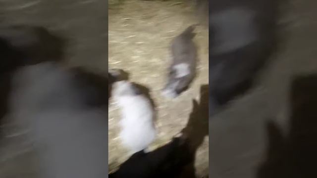 Щенки алабая. Выращивание с первых дней. смотреть онлайн