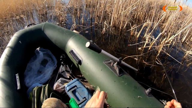 Решил исход рыбалки, снова БОКОВОЙ КИВОК в деле!!! КРУПНЫЙ КАРАСЬ на мели в камыше!!! смотреть онлайн