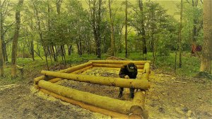 СТРОИМ БАНЮ В ТАЙГЕ, ЛОВИМ РОИ. Чем еще в тайге заниматься?))