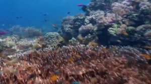 Era Flowers Of The Sea