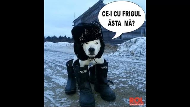 Randi - Ochii aia verzi (cover ) смотреть онлайн