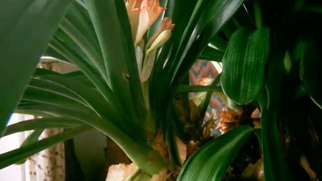 Clivia bloom timelapse смотреть онлайн