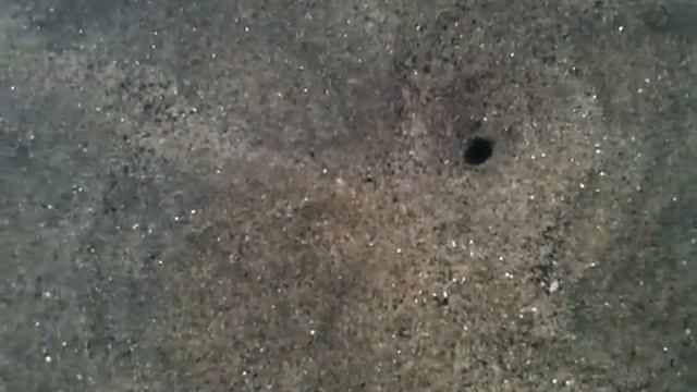 Что за непонятные жуки живут в песке? смотреть онлайн