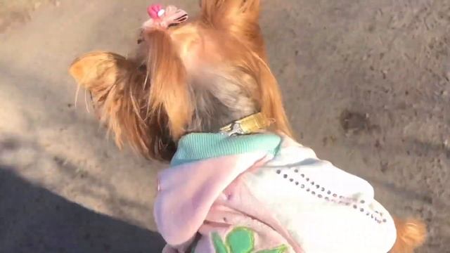 VLOG: за продуктами с Юсей. Щенки йорка. Пикси улетела на самолете смотреть онлайн