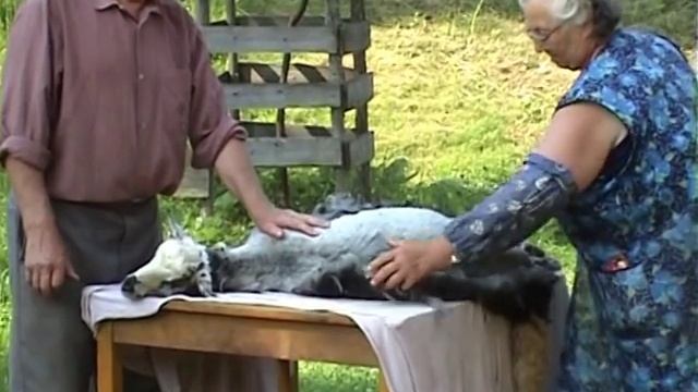 Стрижка овец