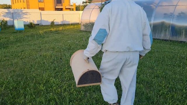 Подсадка маток в отводок. Прилетел рой пчел. Что делать? смотреть онлайн