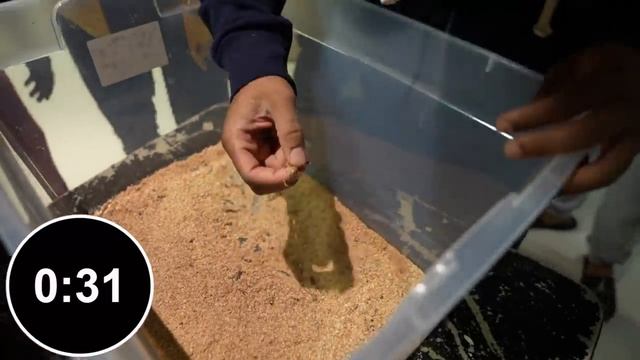 AMP FEAR FACTOR смотреть онлайн