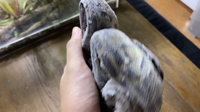 ASPIRE The King Cobra смотреть онлайн