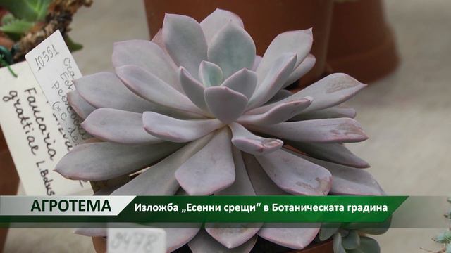 Агротема: Изложба „Есенни срещи“ в #Ботаническата градина, автор: Светлозара Димитрова смотреть онлайн