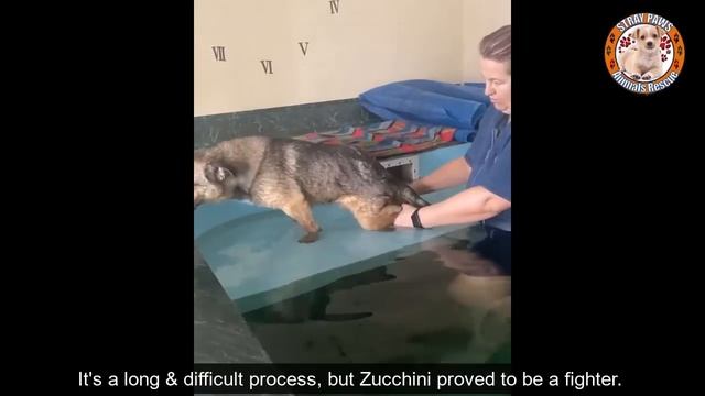 4+ Years Had Been Lived Among Trash Inside An Abandoned Toilet, His Lower Body Nearly Rotted Down.. смотреть онлайн