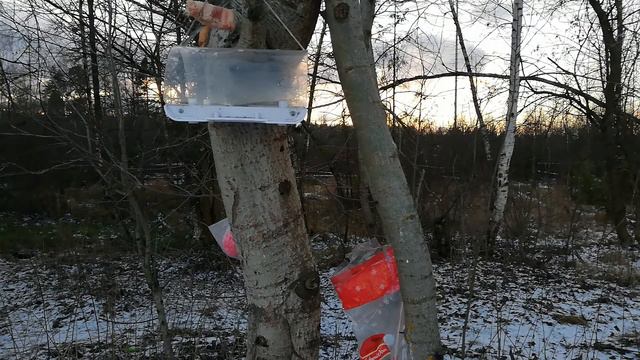 ШОК-контент! Синицы напали и отобрали камеру! смотреть онлайн