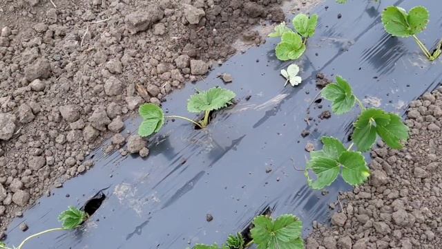 Посадка клубники в октябре в грядки без бугров под мульчу смотреть онлайн