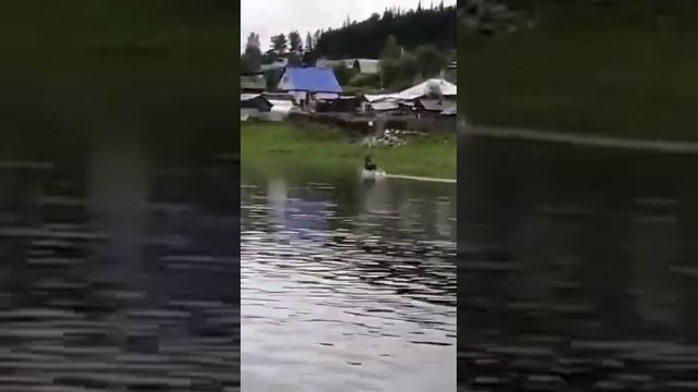 "@"Наши жители увидели своими глазами лося смотреть онлайн