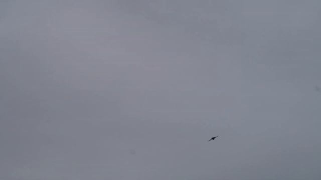 Fantail's Dance and Tui's Sing смотреть онлайн