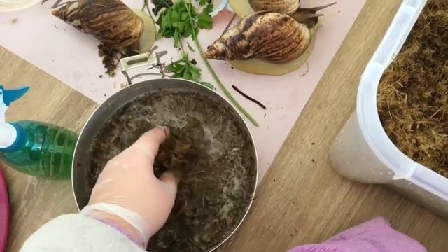 Уборка у улиток АХАТИН смотреть онлайн