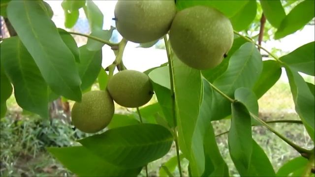 Jan, jan, jan, ashun e смотреть онлайн