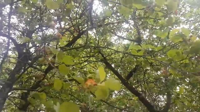 ВЛОГ "КОШКА ПОЙМАЛА МЫШКУ 31.05.2020/А ВЫ СИРЕНЬ ЕЛИ?!?." смотреть онлайн
