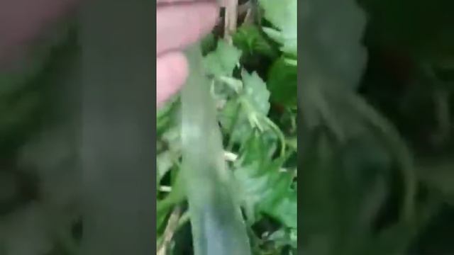 сброс очищенной воды на грунт (по-летнему, шлангом??) смотреть онлайн