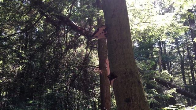 Search for the Sang Hwang mushroom. Phellinus Linteus. Magic medicinal mushroom in forest. How to!! смотреть онлайн
