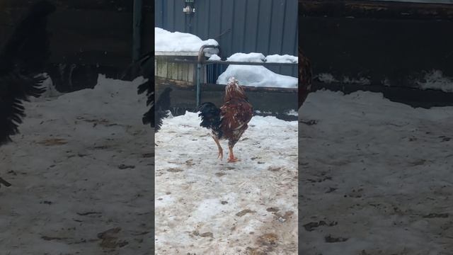 орловский петух смотреть онлайн