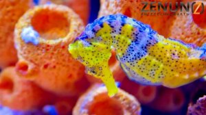 Морской Конек - интересные факты