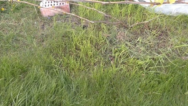 Способы посадки винограда или Почему наш виноград в газоне смотреть онлайн