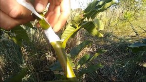 летняя окулировка грецкого ореха