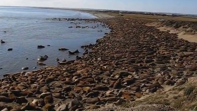 Моржи Моржиии смотреть онлайн