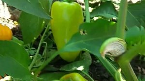 Перец Ласточка для открытого грунта