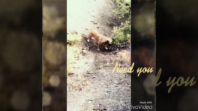 Памяти моего четвероногого друга Марселя смотреть онлайн