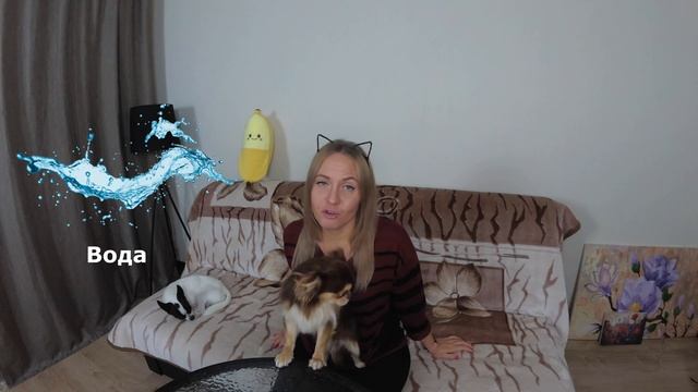 Можно ли мыть голову собачьим шампунем? Народные средства для мытья собаки. Чем заменить зоошампунь смотреть онлайн