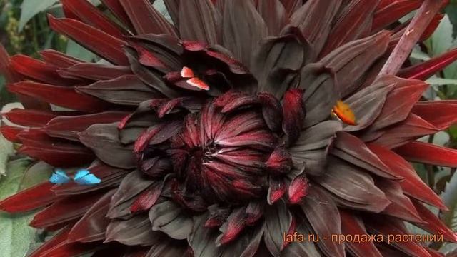 Георгина полукактусовая Блэк Нарцисс (dahlia) ? обзор: как сажать, луковицы георгины Блэк Нарцисс смотреть онлайн