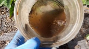 Почва для клубники Как вырастить здоровый урожай