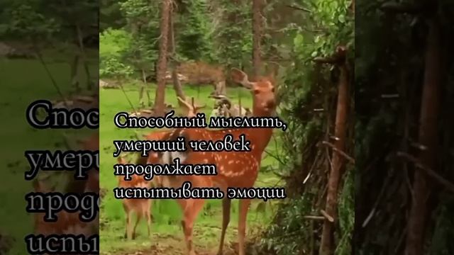 Что происходит после смерти с душой человека смотреть онлайн