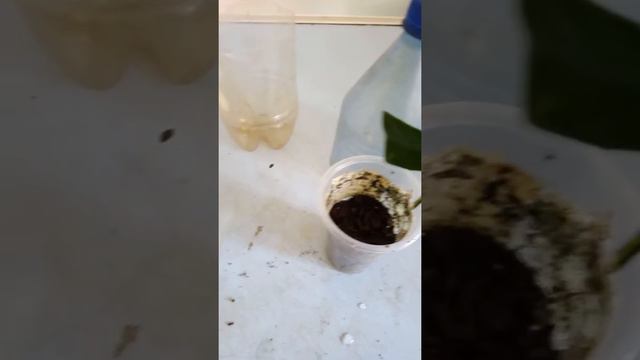 Укоренение цитрусовых смотреть онлайн