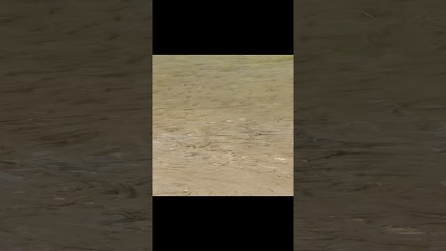 река кизир мальки смотреть онлайн