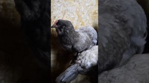 Амераукана+Доминант=...