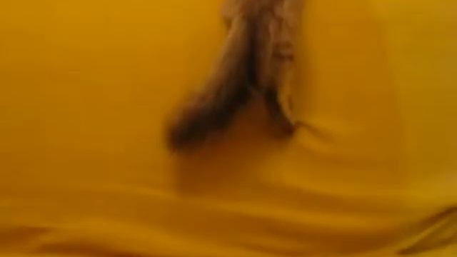 невский маскарадный котик, который снежный барс смотреть онлайн