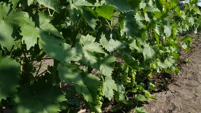 ВИНОГРАД. Какие нам нужны шпалеры???