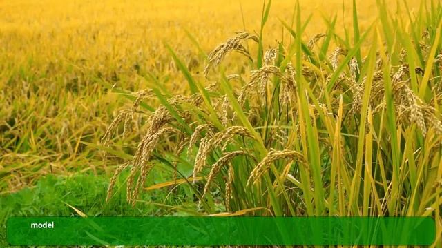 Study on ARIMA Modelling to Forecast Area and Production of Kharif Rice in West Bengal смотреть онлайн