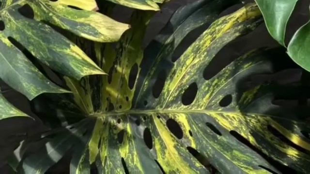 monstera yellow marilyn. смотреть онлайн
