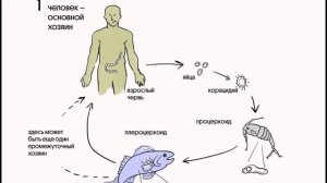 Широкий лентец: жизненный цикл и меры профилактики