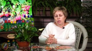 Обзор семян КЛУБНИКА - Лучшие сорта клубники которые не нужно пересаживать 8 лет ?