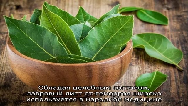 Насколько эффективно лечение геморроя лавровым листом смотреть онлайн