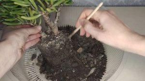 Крассула Коралл/Толстянка/Денежное дерево. Обрезка крассулы, формировка, размножение, пересадка.